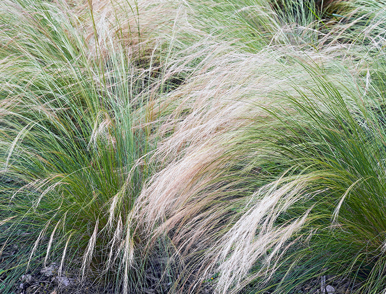 Mexican Feather Grass