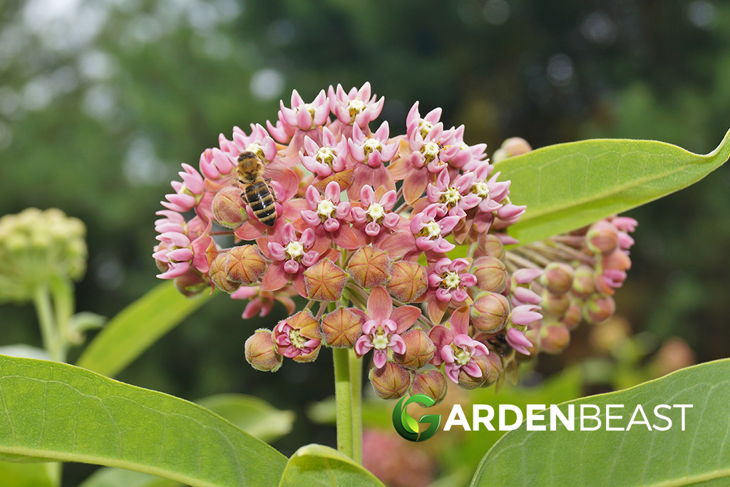 Milkweed Plants