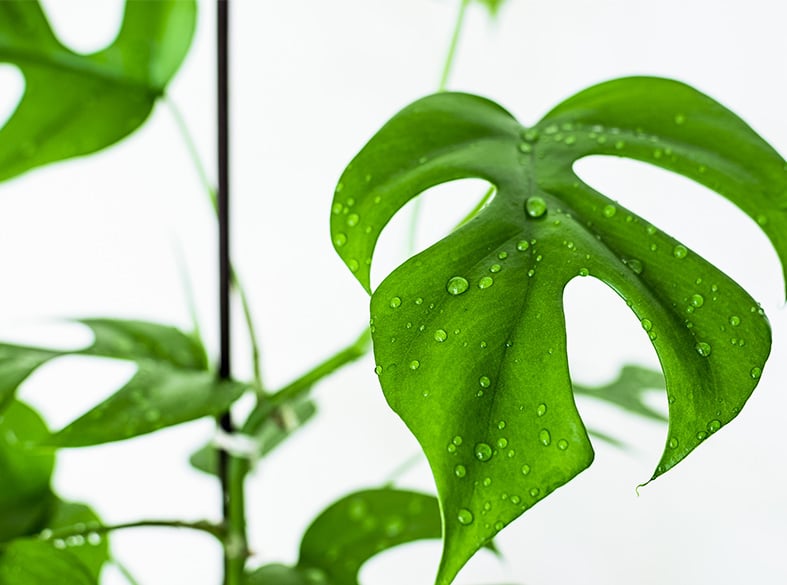 Rhaphidophora Tetrasperma - "Mini Monstera"