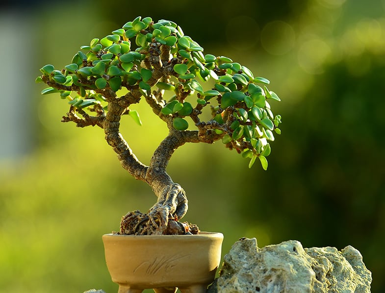 Miniature Jade Bonsai tree