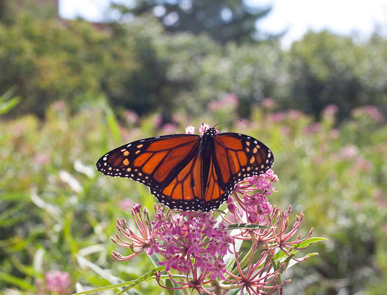 Monarch Waystations