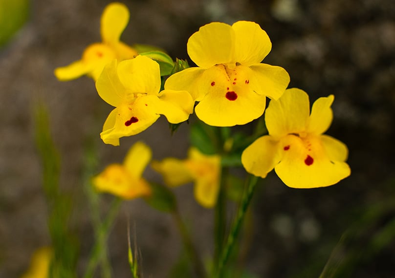 Monkeyflower