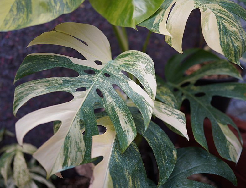 Monstera Borsigiana