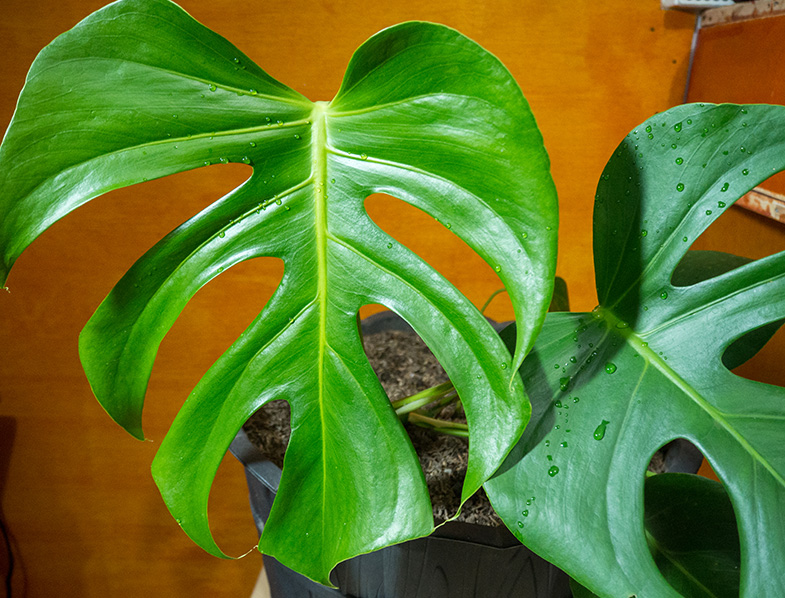 Monstera Borsigiana