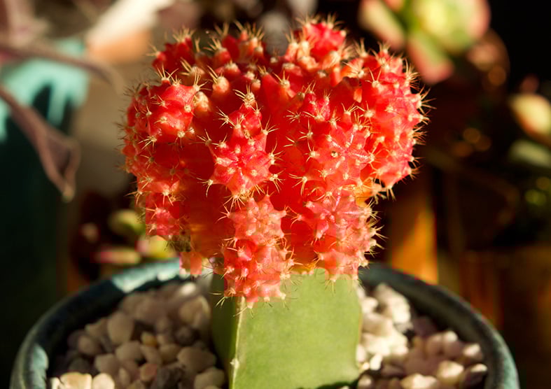 Moon Cactus also known as "Ruby Ball"