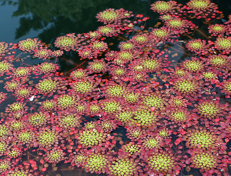 Mosaic Plants floating in a pond
