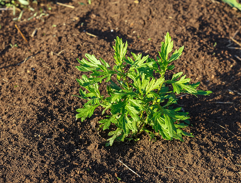 Mugwort
