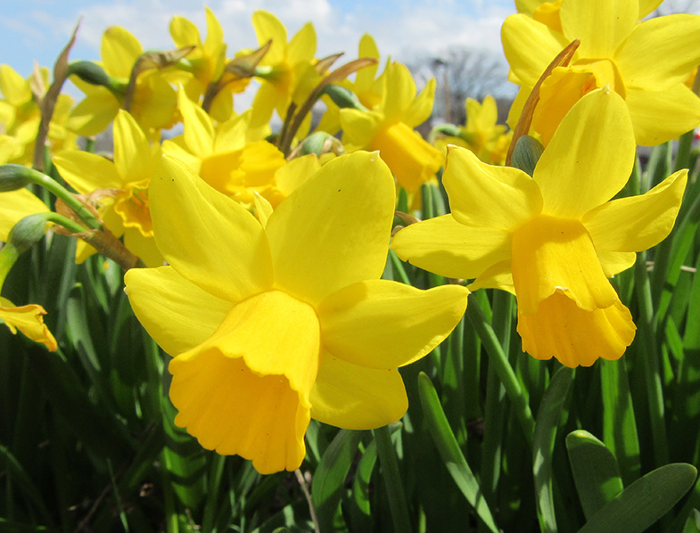 Narcissus