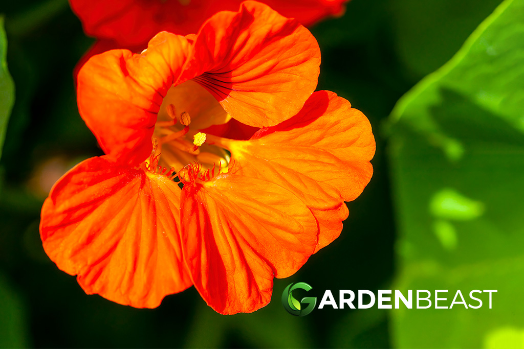 Nasturtium Guide: How to Grow & Care for “Nasturtium Flowers”