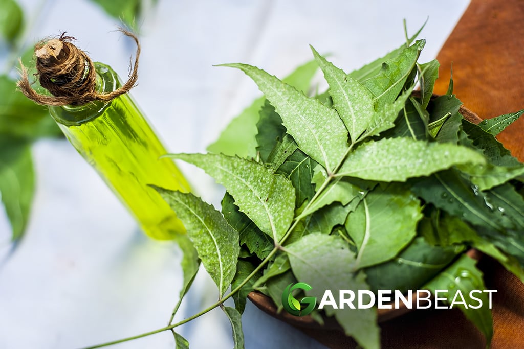 Neem Oil