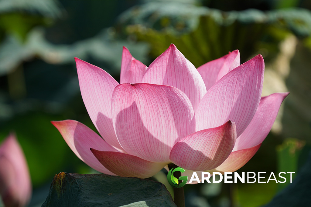 Nelumbo Plant