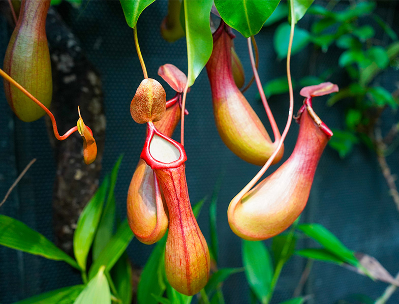 Nepenthes