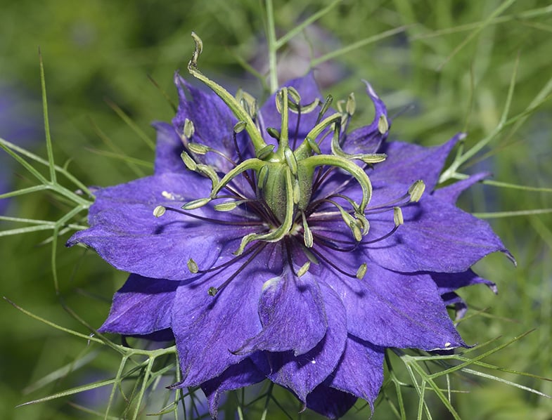 Love-in-a-Mist