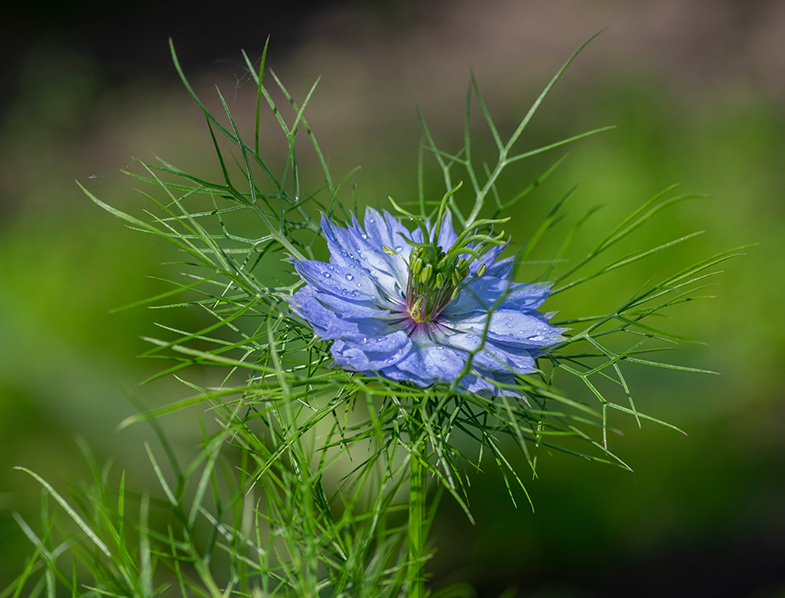 Love-in-a-Mist