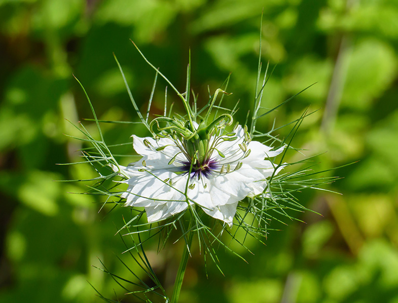 Nigella Damascena