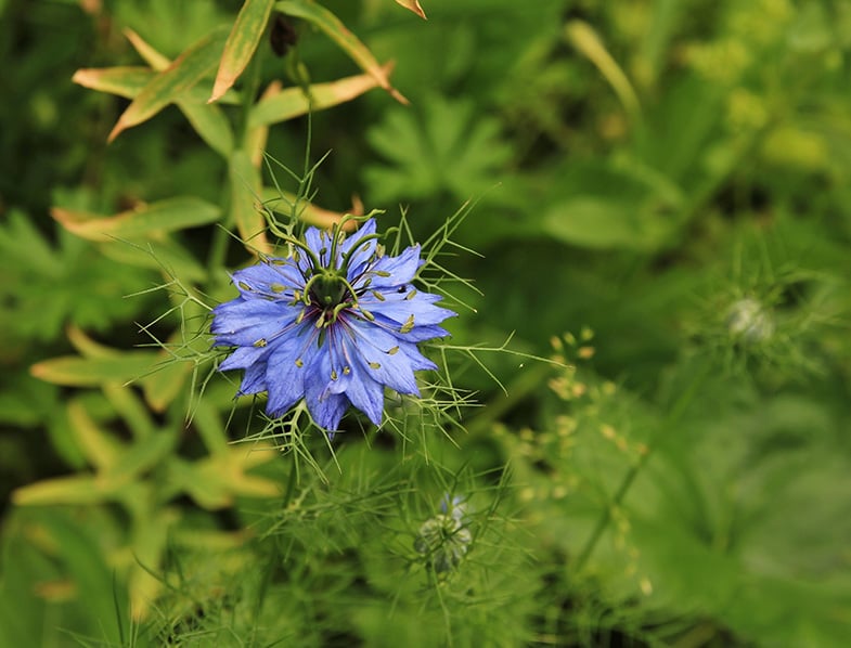 Nigella Damascena
