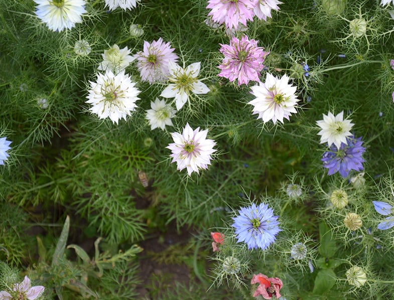 Nigella Damascena