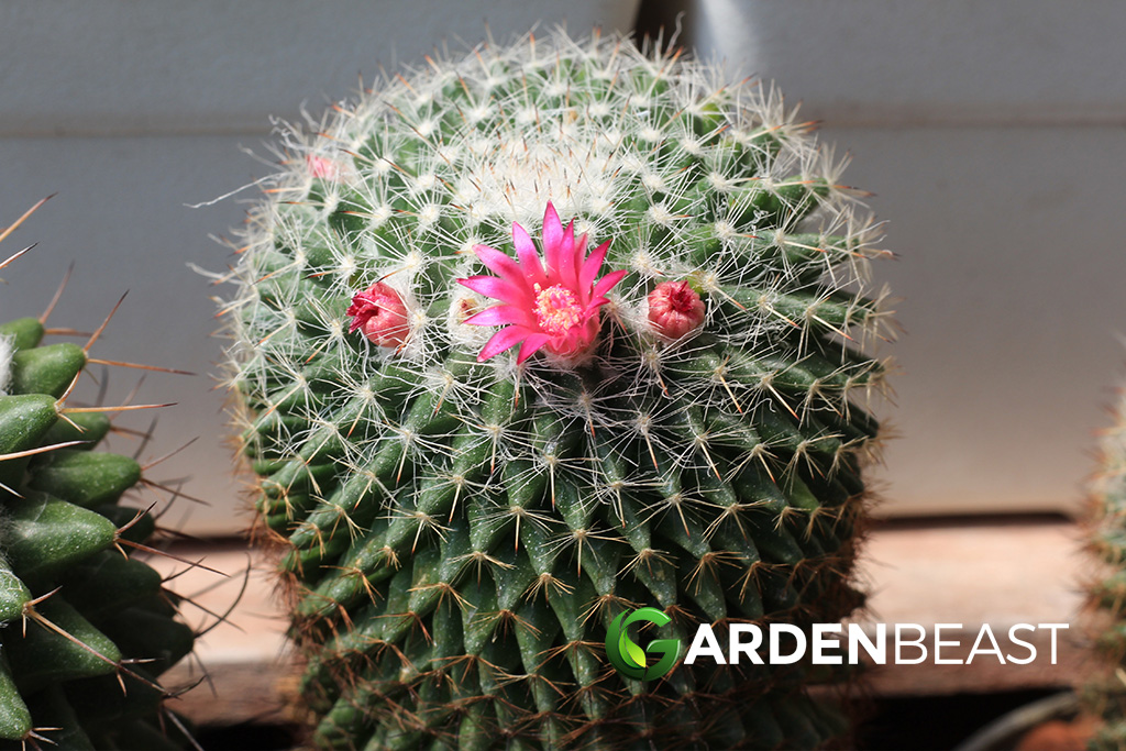 Old Lady Cactus