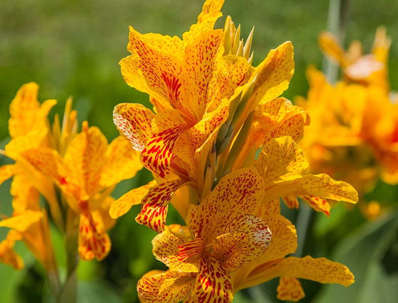 Orange King Humbert Canna