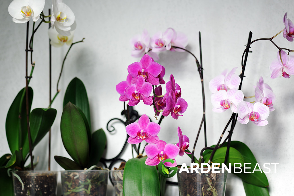 Orchids