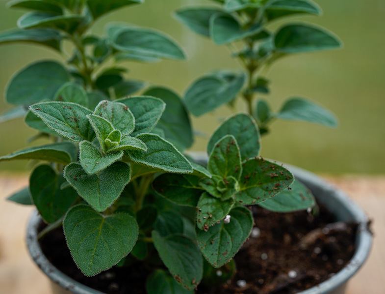 Oregano Growing In A Pot