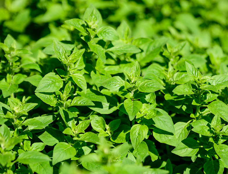 Oregano