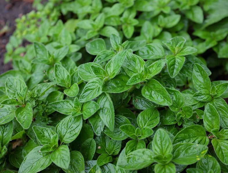Oregano