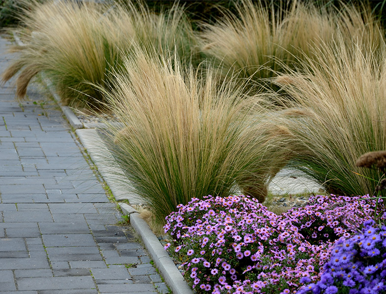Ornamental Grasses