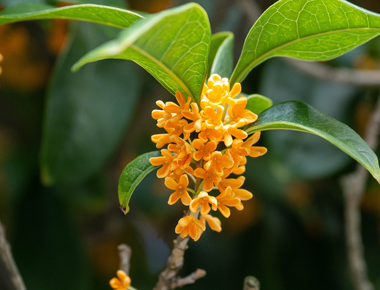 Fragrant Tea Olive
