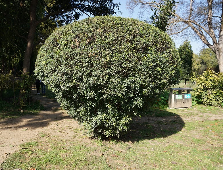 Fragrant Tea Olive