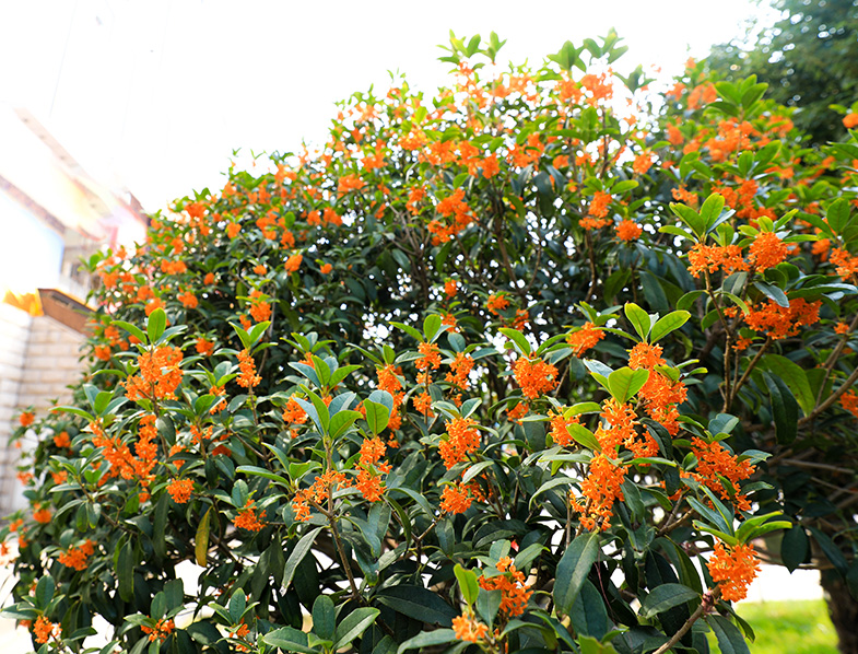 Fragrant Tea Olive