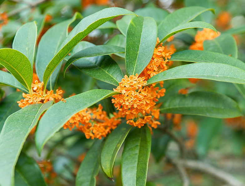 Osmanthus Fragrans