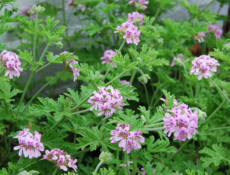 Outdoor Citronella Plant