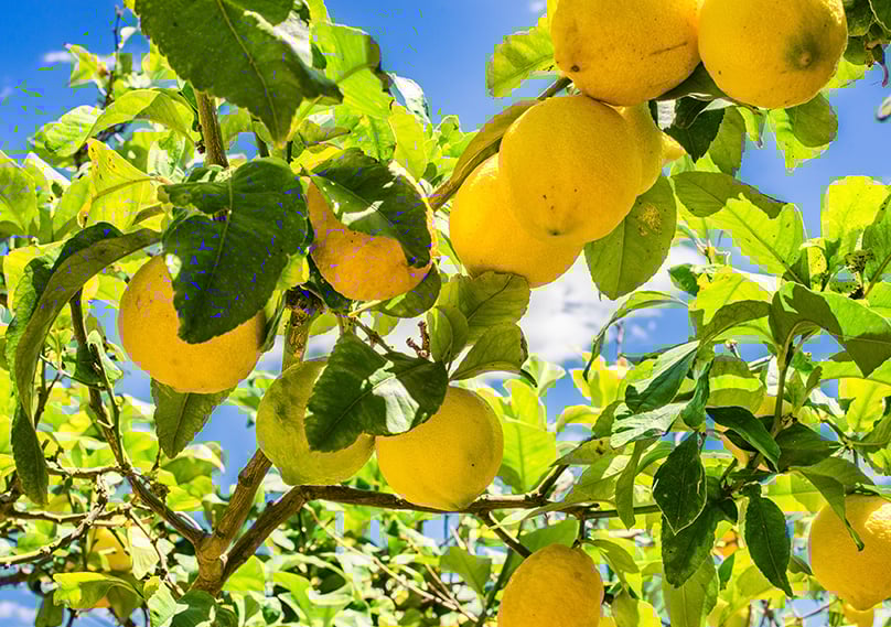 Lemon trees growing outdoors