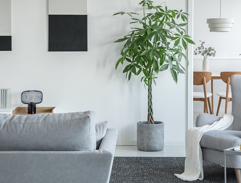 Oversized House Plant