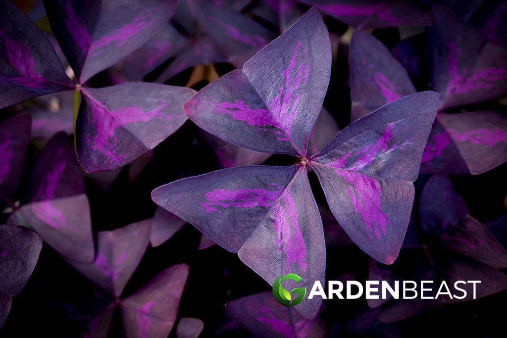 Oxalis triangularis