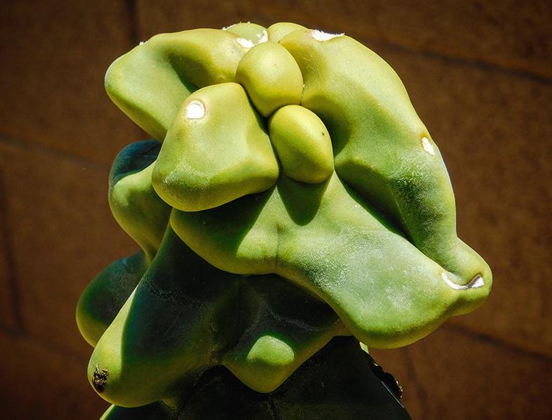 Pachycereus Schottii f. Monstrosus