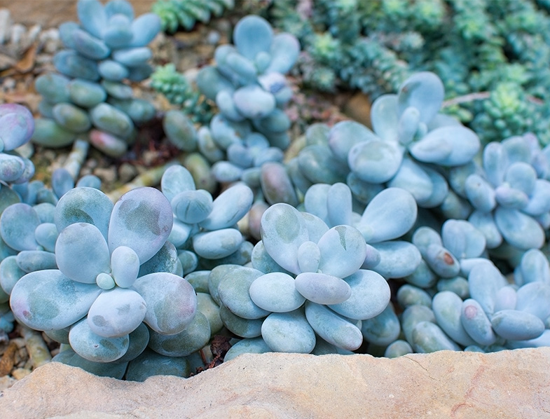 Pachyphytum Oviferum