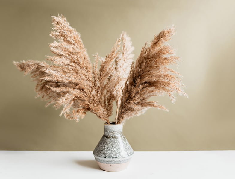 Pampas Grass