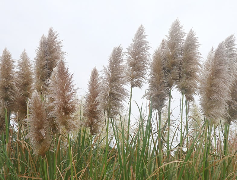 Pampas Grass