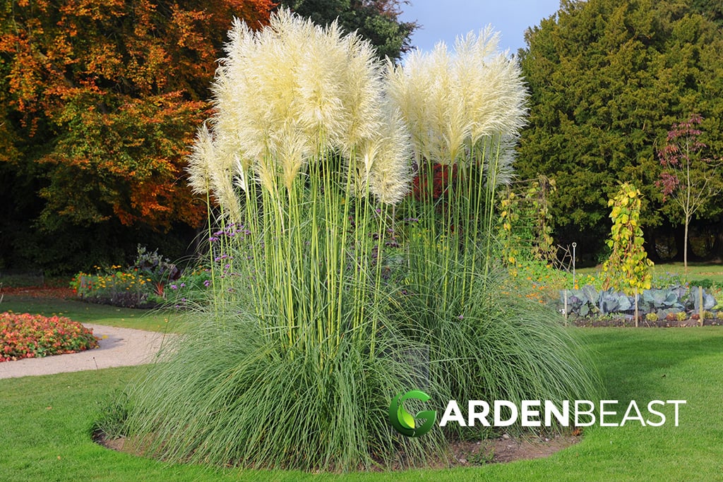 Pampas Grass Guide: How to Plant & Care for “Cortaderia Selloana”