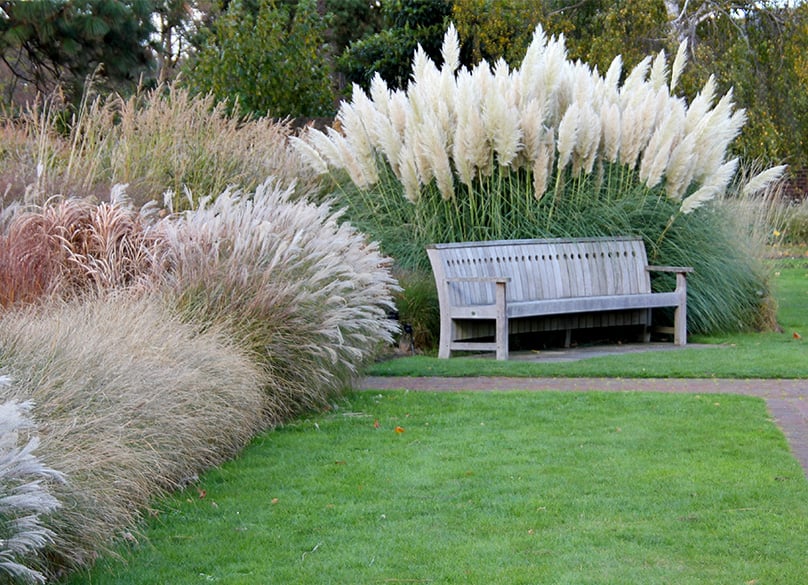 Pampas Grass Growing