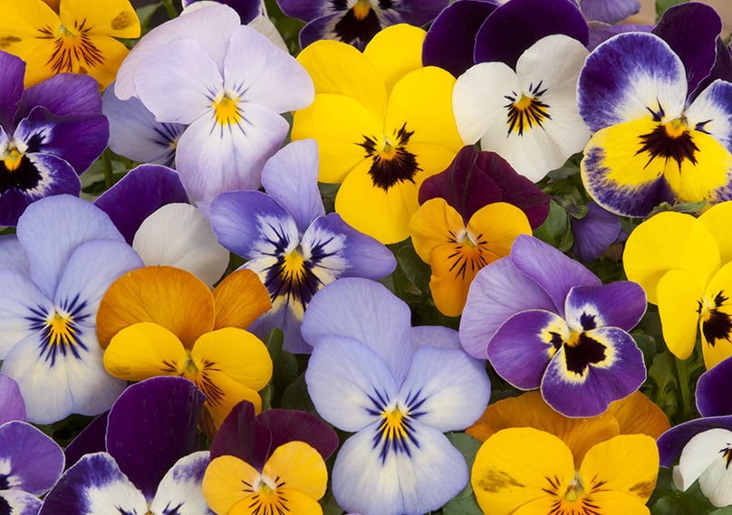 Pansies