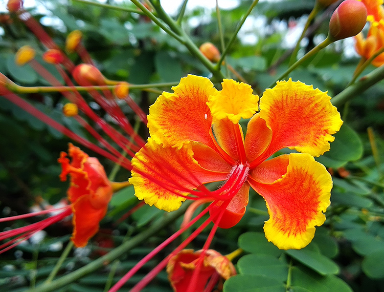 Peacock Flower