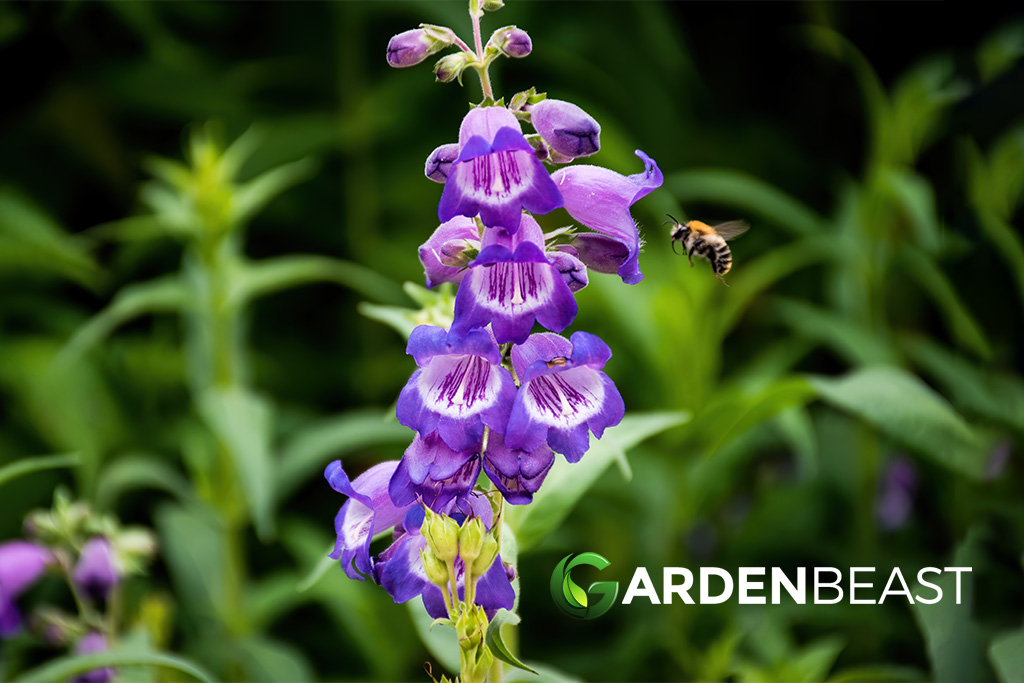 Penstemon