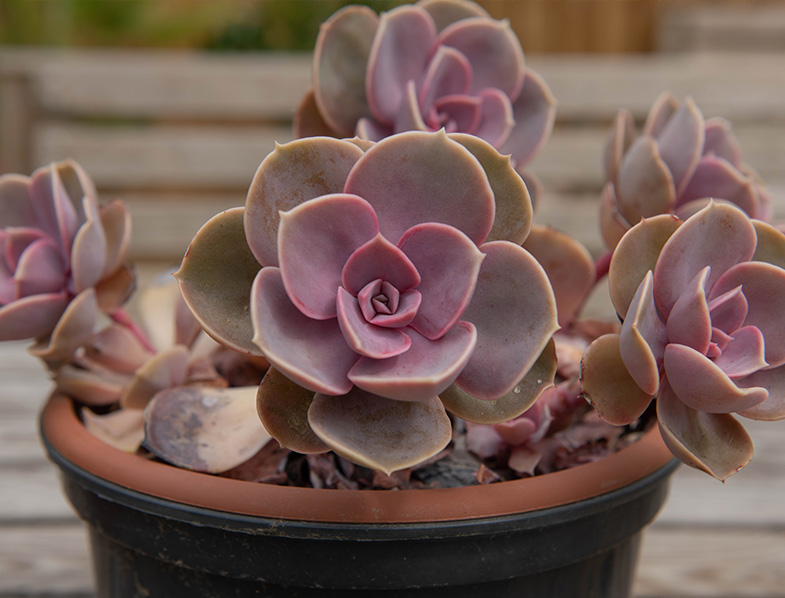 Echeveria Perle von Nurnberg