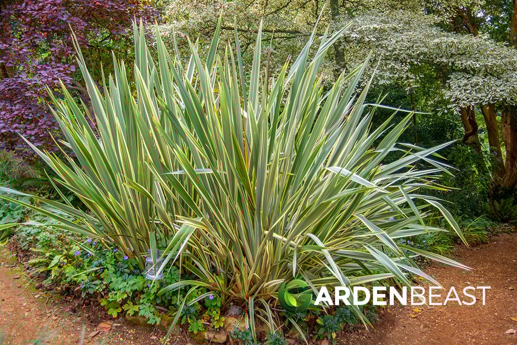 Phormium Tenax