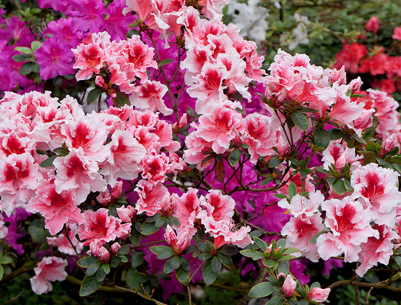 Big white-pink azalea bush