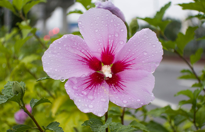 Hibiscus syriacus