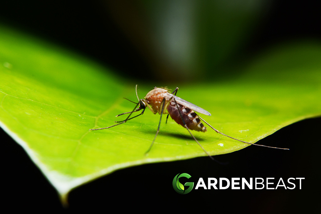 plants that repel mosquitoes
